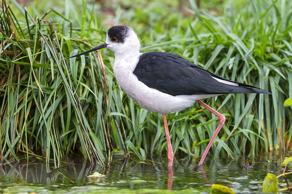 Black-winged stilt in the Dombes region, France