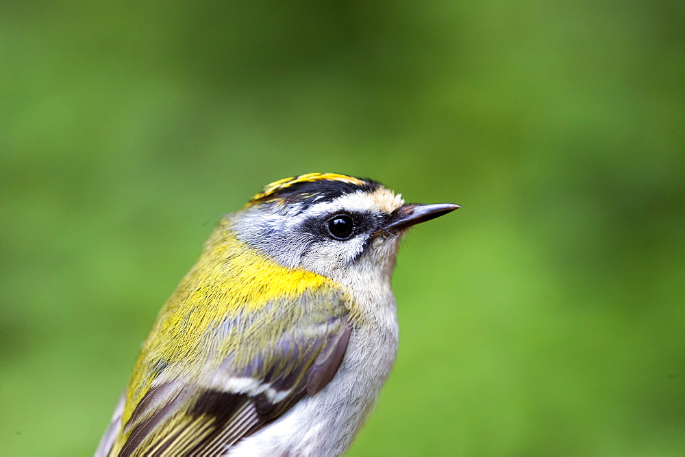 Banding Firecrest captured by net, France 