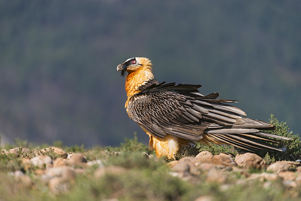 Lammergeier in Catalonia, Spain