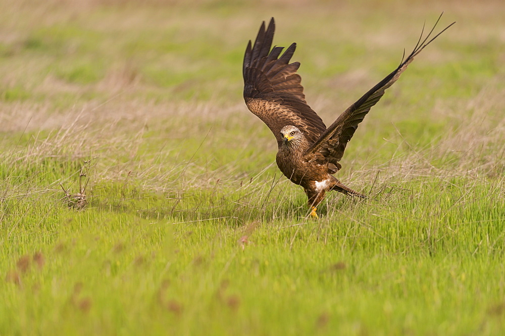 Black kite in Castille, Spain