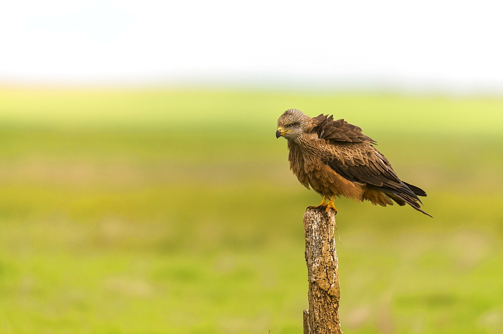 Black kite on a pole in Castille, Spain