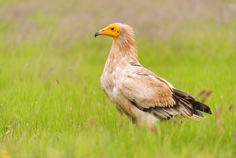 Egyptian vulture in Castille, Spain