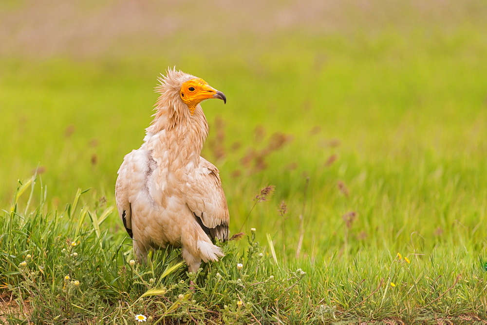 Egyptian vulture in Castille, Spain