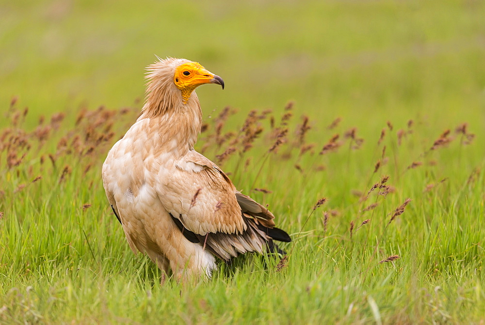 Egyptian vulture in Castille, Spain