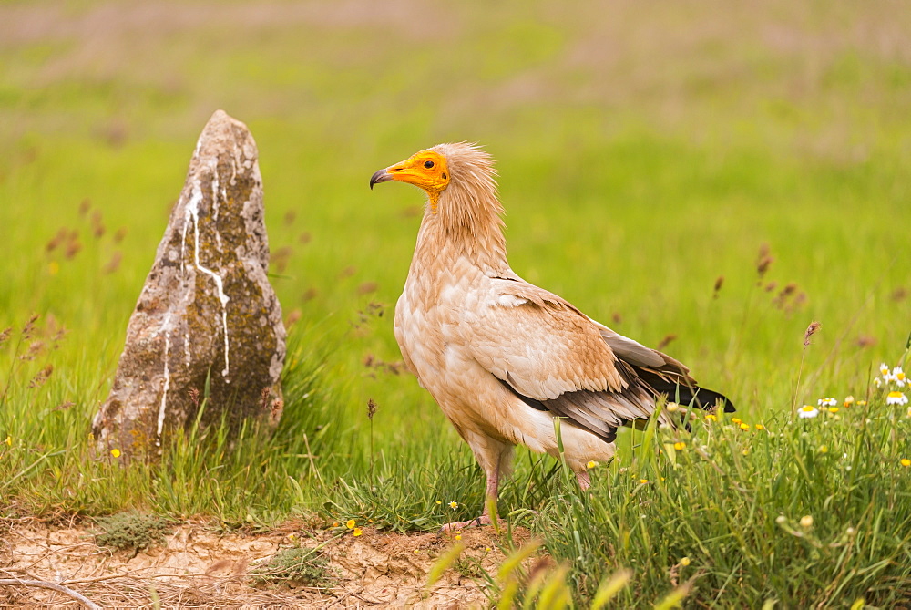 Egyptian vulture in Castille, Spain