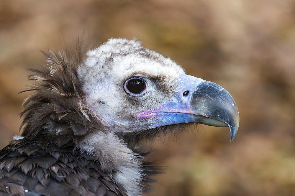 Monk vulture portrait in the Pyrenees range, Spain