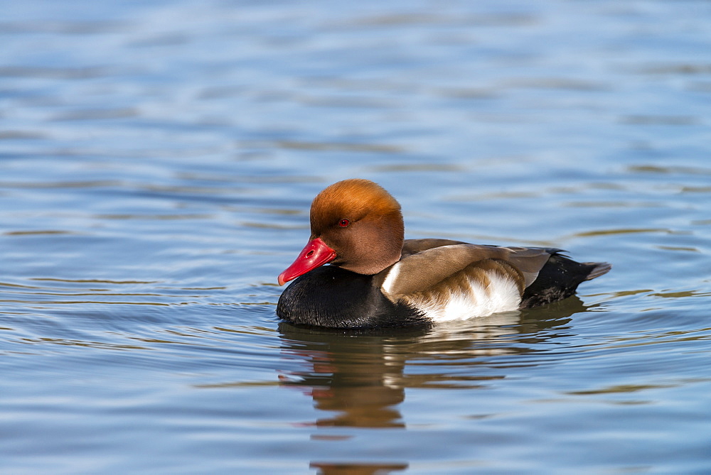 Red-crested pochard swimming, France