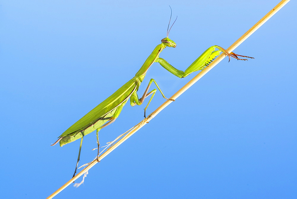 Praying mantis