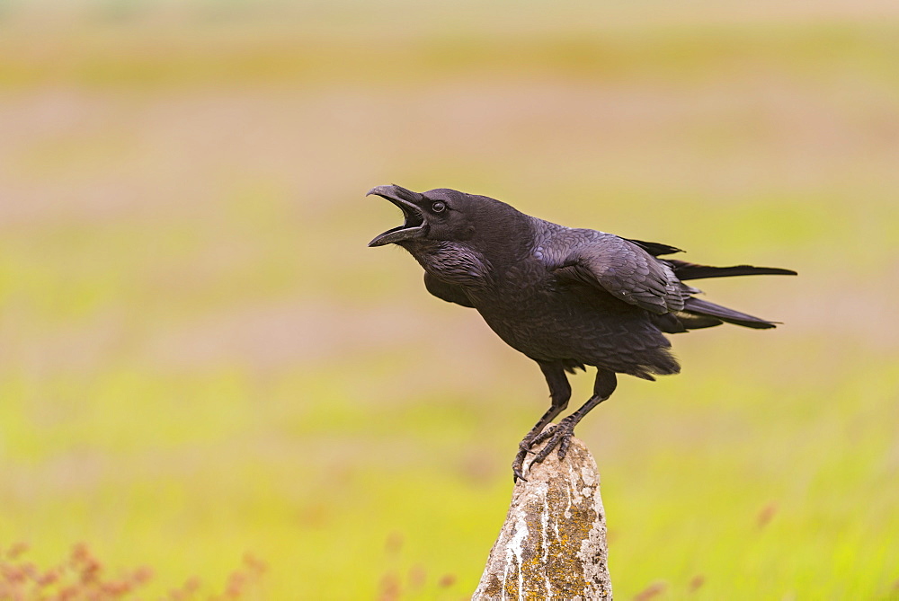 Common raven shouting in Castille, Spain