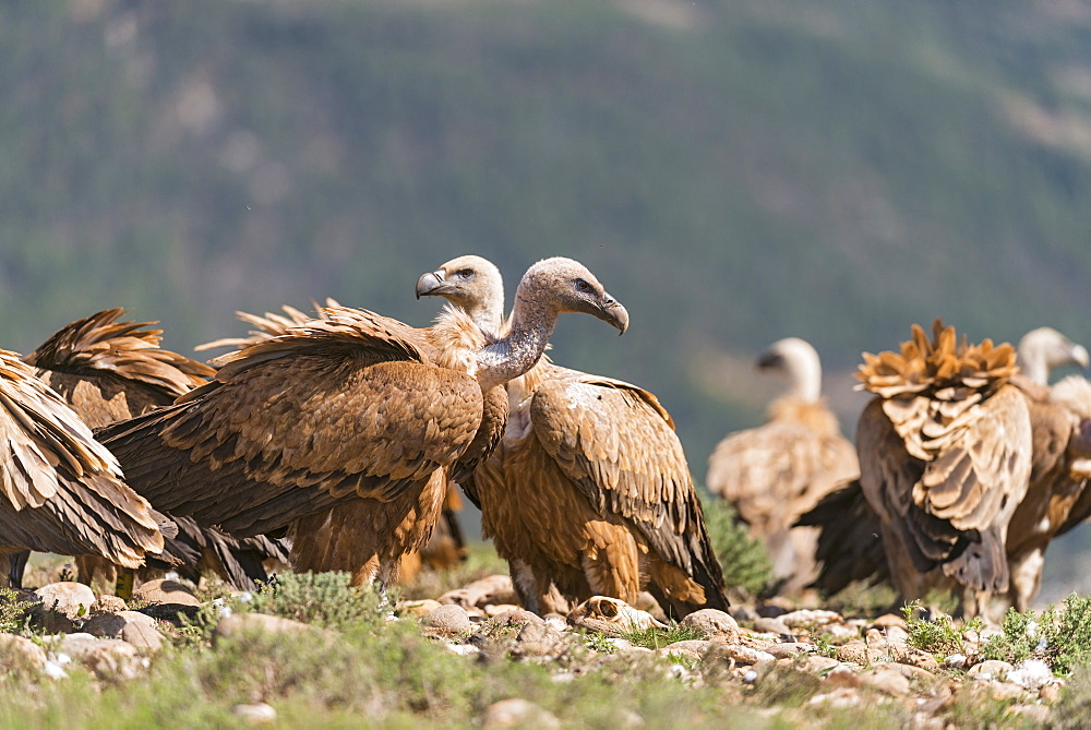 Eurasian griffon vultures in Catalonia- Spain