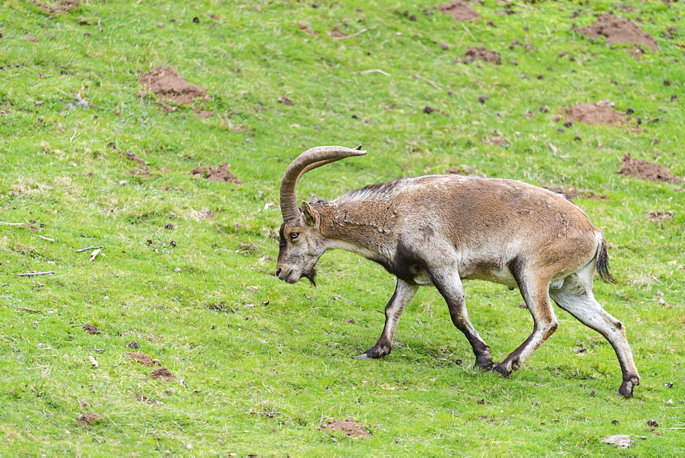 Spanish Ibex, Spain