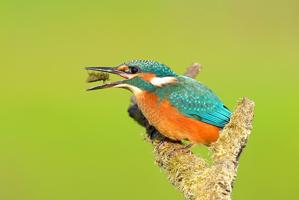 Young common kingfisher eating a dragonfly larva