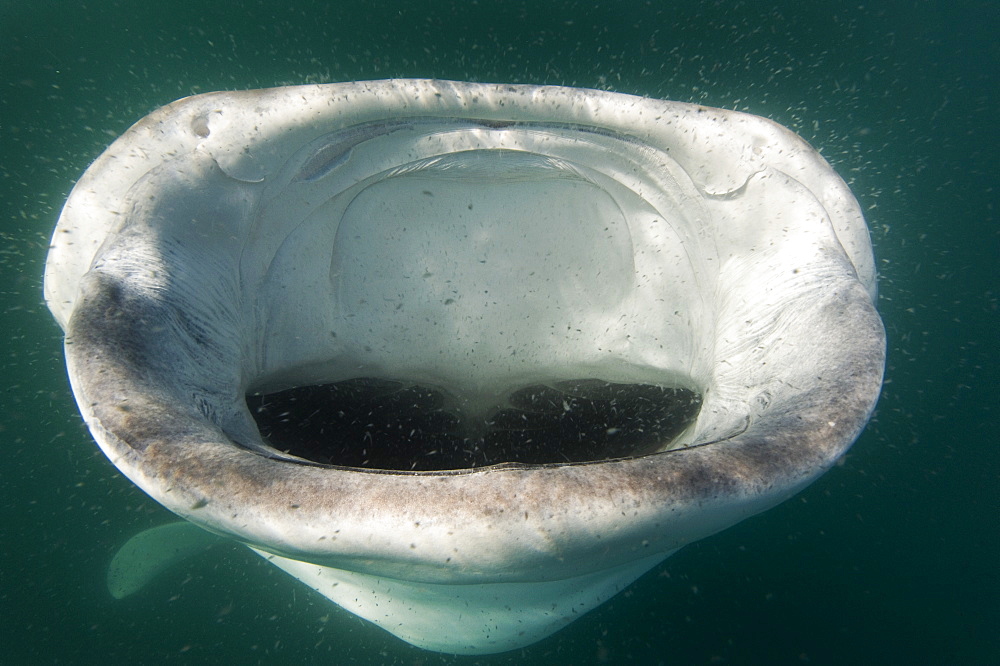 Mouth of a Whale Shark sifting plankton, Gulf of California