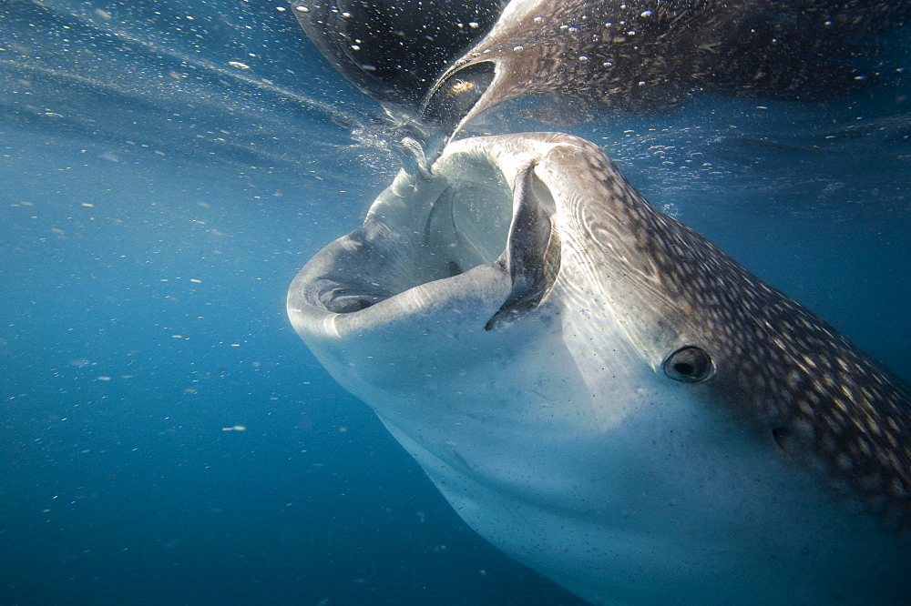 Whale Shark sifting plankton at surface-Gulf of California