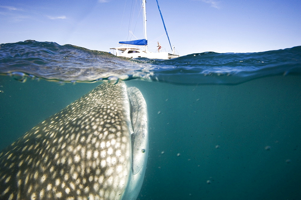 Whale Shark at the surface with a yacht, Gulf of California