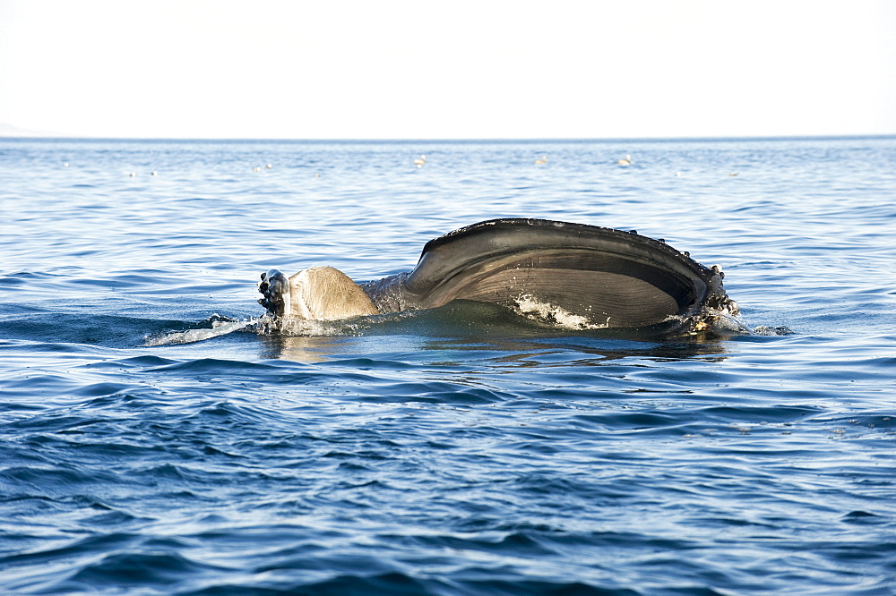 Humpback whale feeding on the surface, Sea of ??Cortez