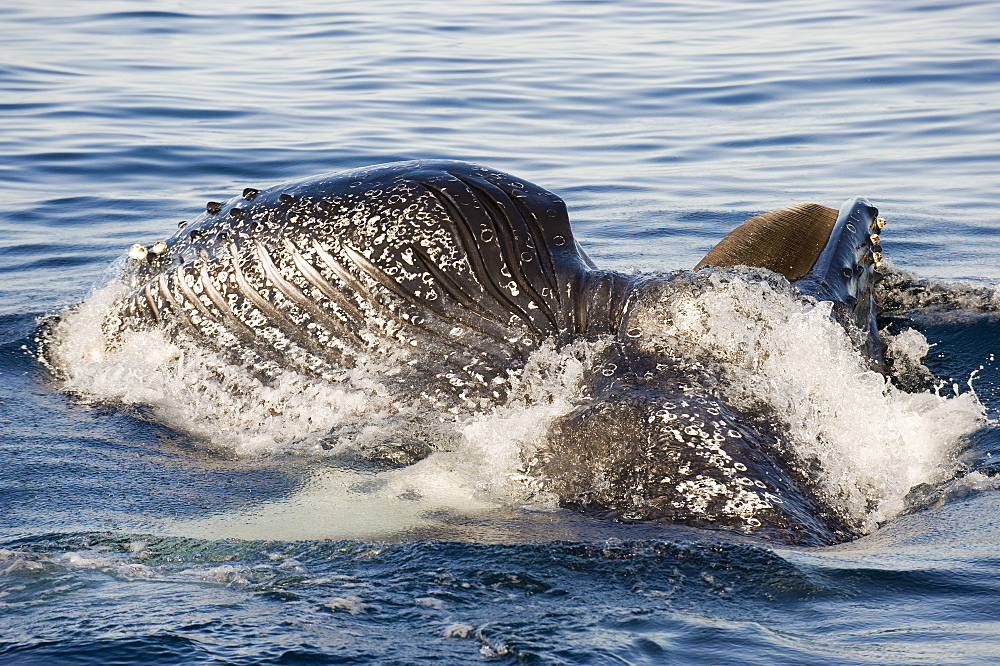 Humpback whale feeding on the surface, Sea of ??Cortez