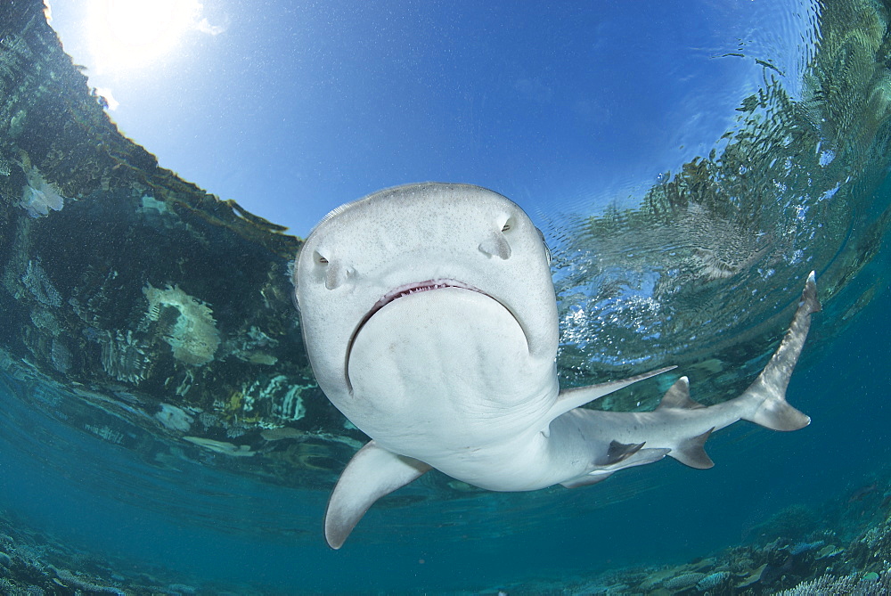 White-tip reef shark, Fiji Islands