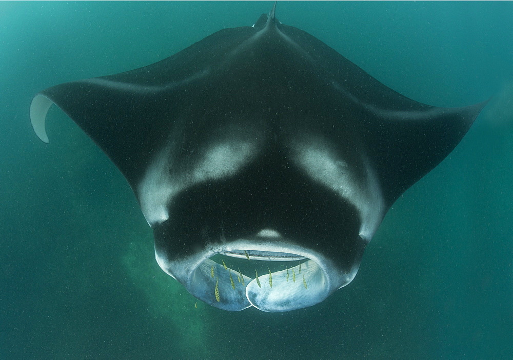 Giant manta, Fiji Islands