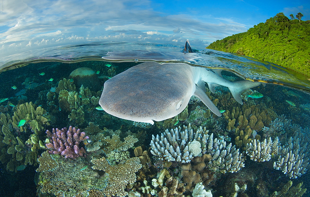 White-tip reef shark over shallow coral reef, Fiji Islands