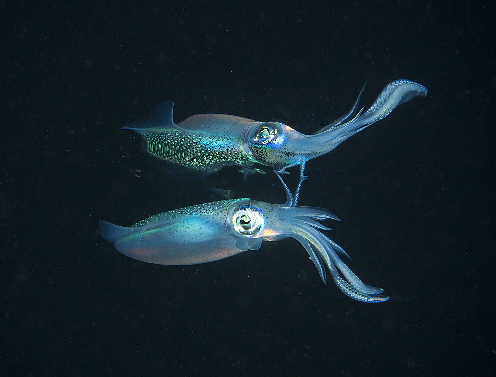 Longfin reefsquid with surface reflexion, Fiji Islands