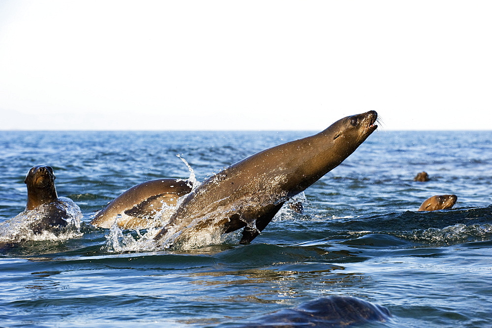 California Sea lions breaches, Gulf of California