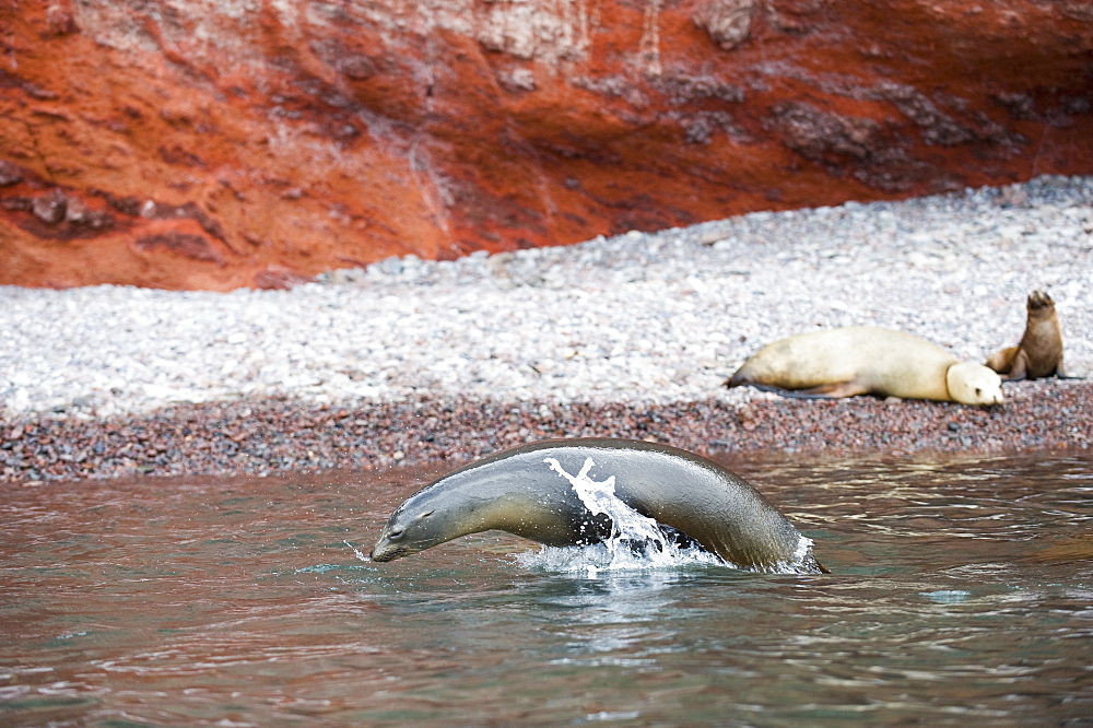 California Sea lion near shore, Gulf of California