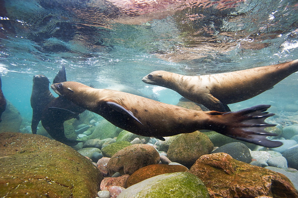 California Sea lions in the shallows, Gulf of California