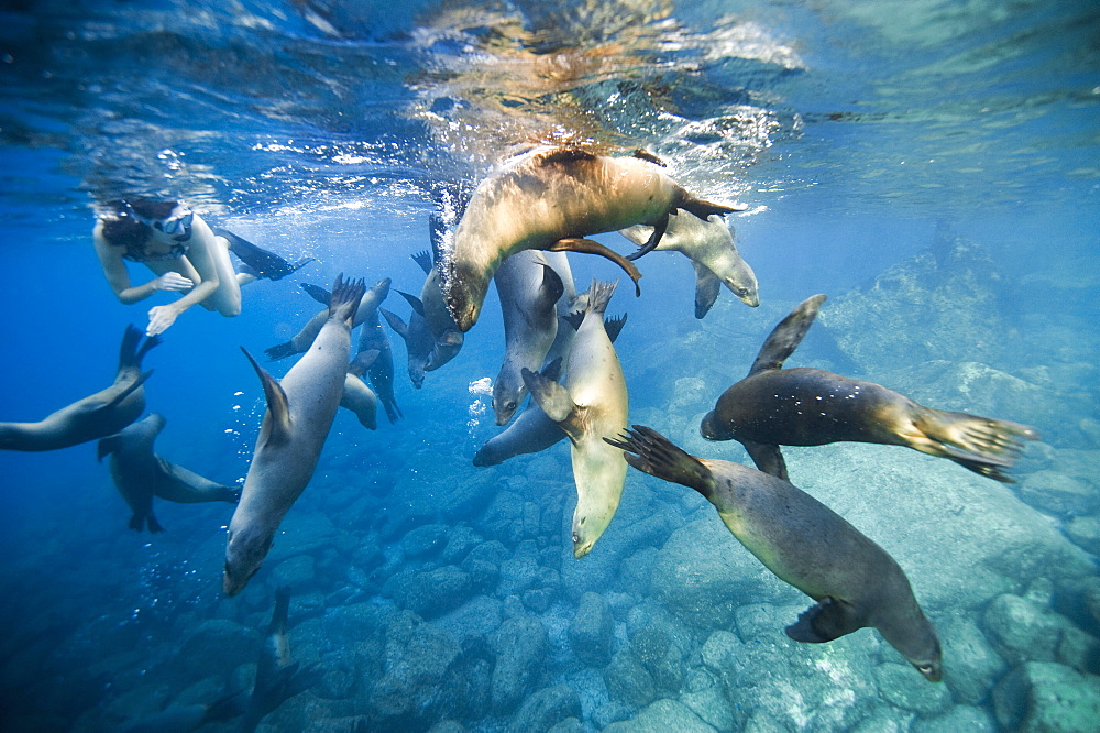 Snorkeler and California Sea lions, Gulf of California