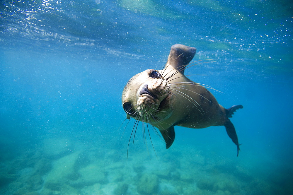 California Sea lion below the surface, Gulf of California