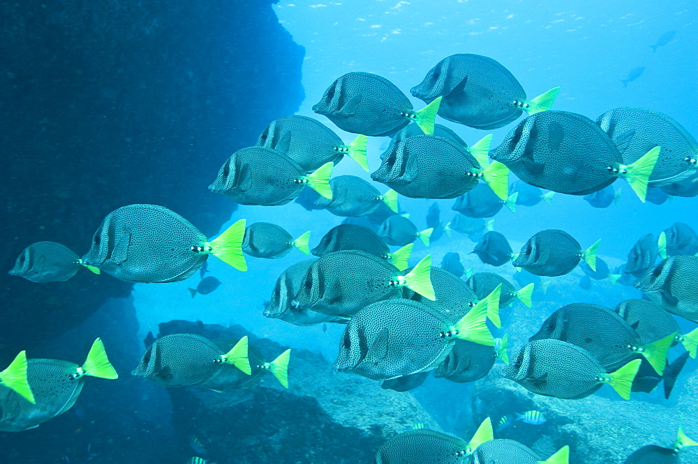 School of Yellow tailed surgeonfish , Gulf of California