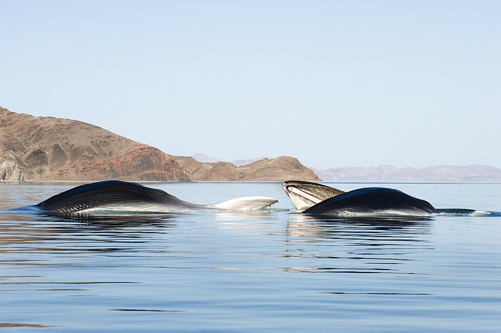 Lunge feeding fin whales, Gulf of California