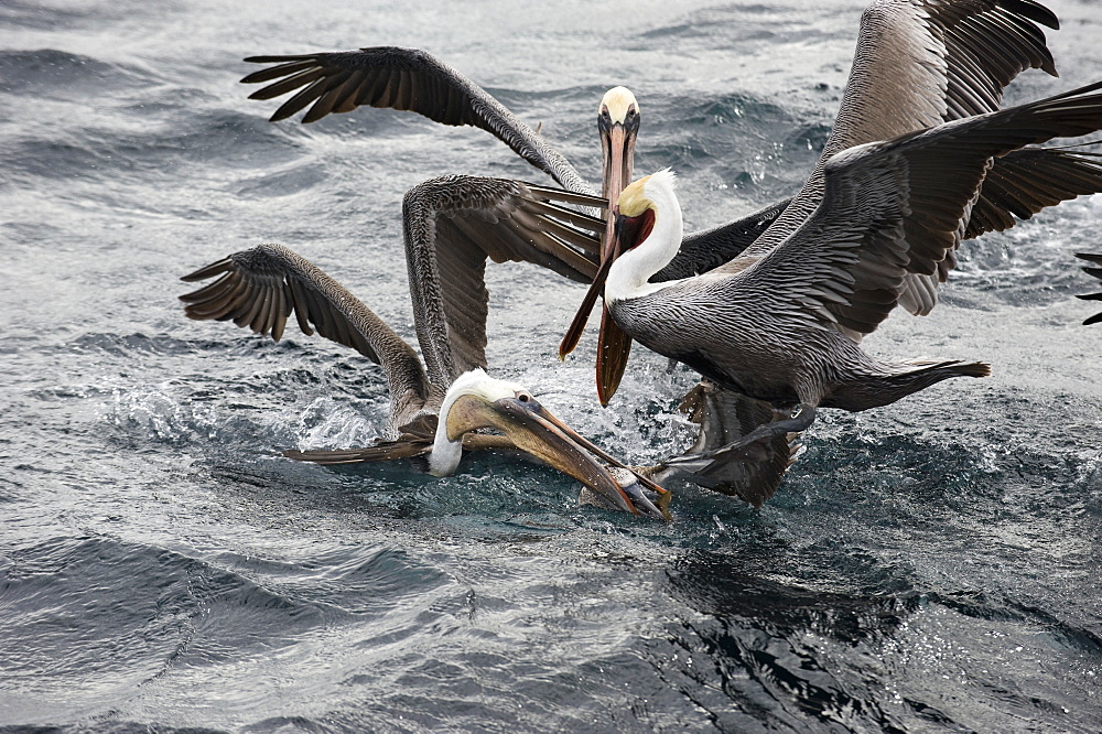 Brown pelicans and Blue footed Booby, Gulf of California