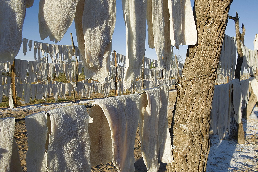 Salted blue shark drying in the sun, Guerero Negro Mexico