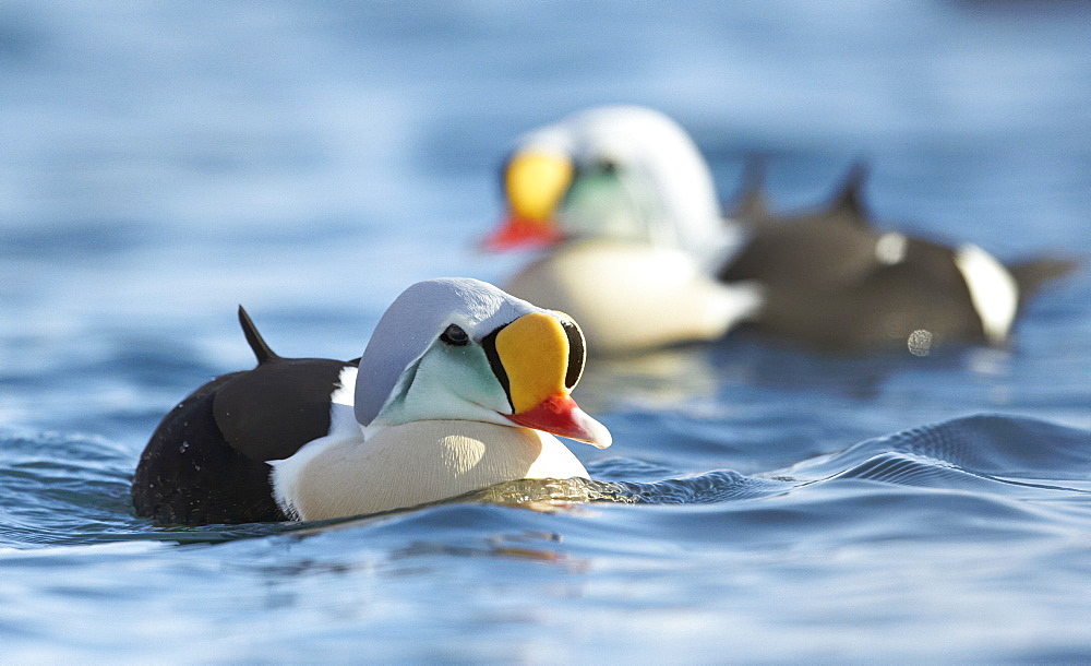 King Eider males bathing on water, Barents sea Norway