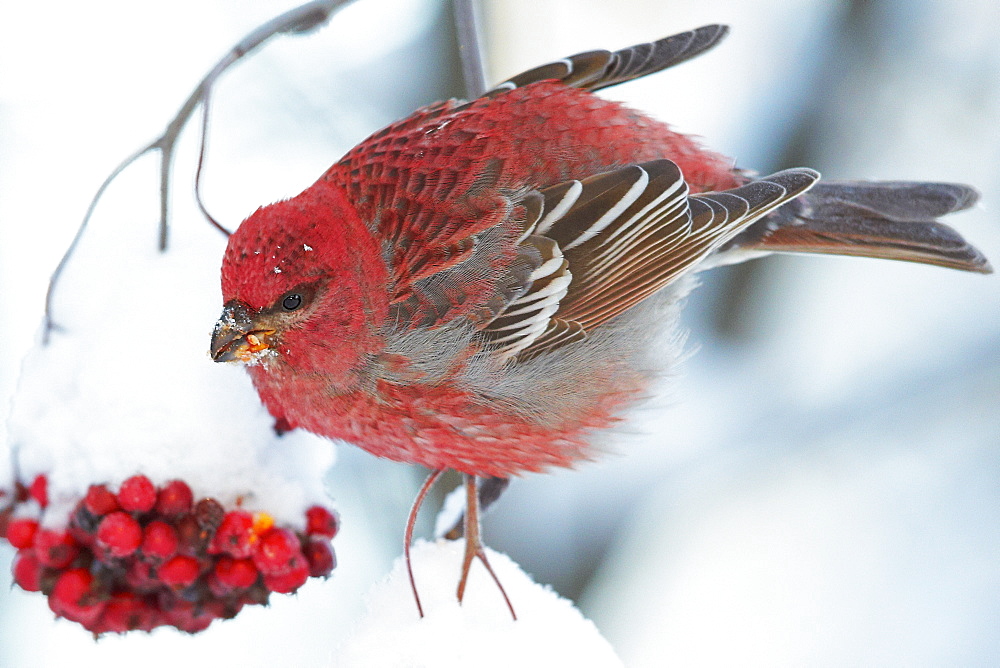 Male Pine Grosbeak feeding on Rowan tree berries, Finlande