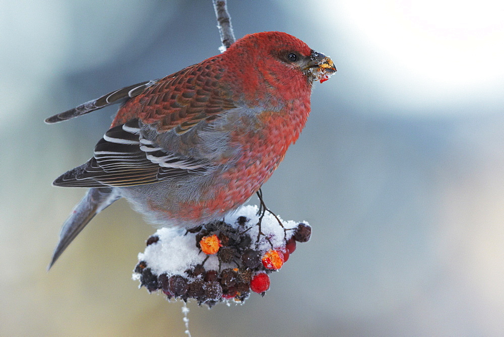 Male Pine Grosbeak feeding on Rowan tree berries, Finlande