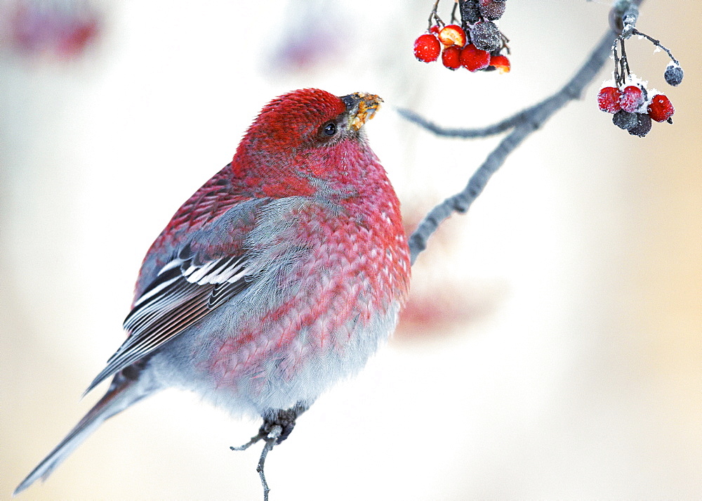 Male Pine Grosbeak feeding on Rowan tree berries, Finlande