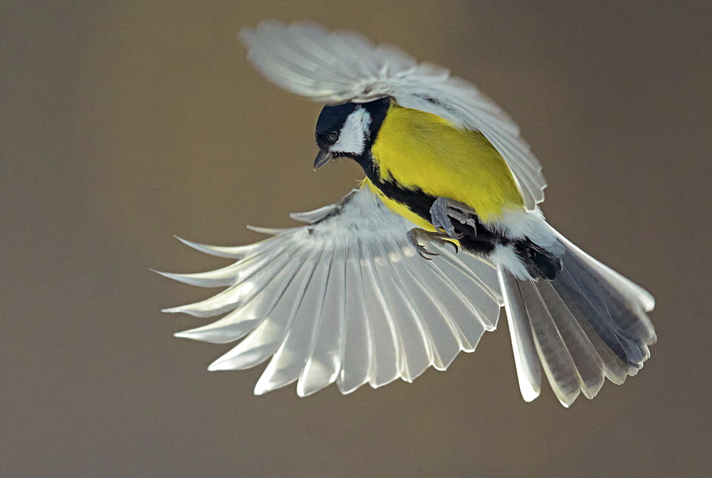 Great Tit in flight, Finland