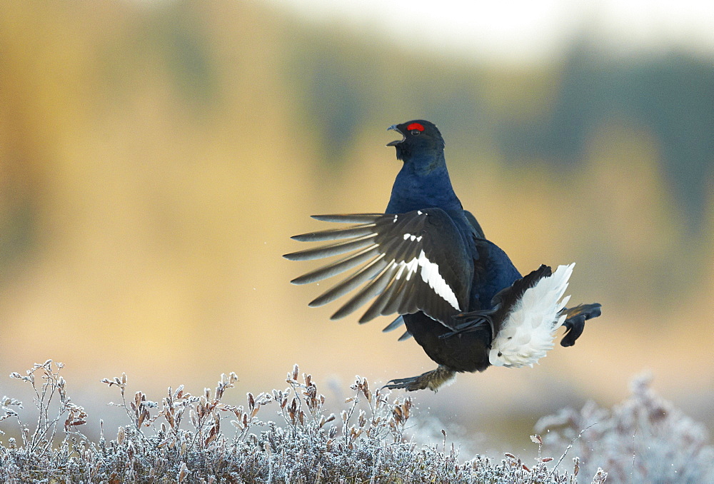 Male Black Grouse displaying at lek in flight, Finland