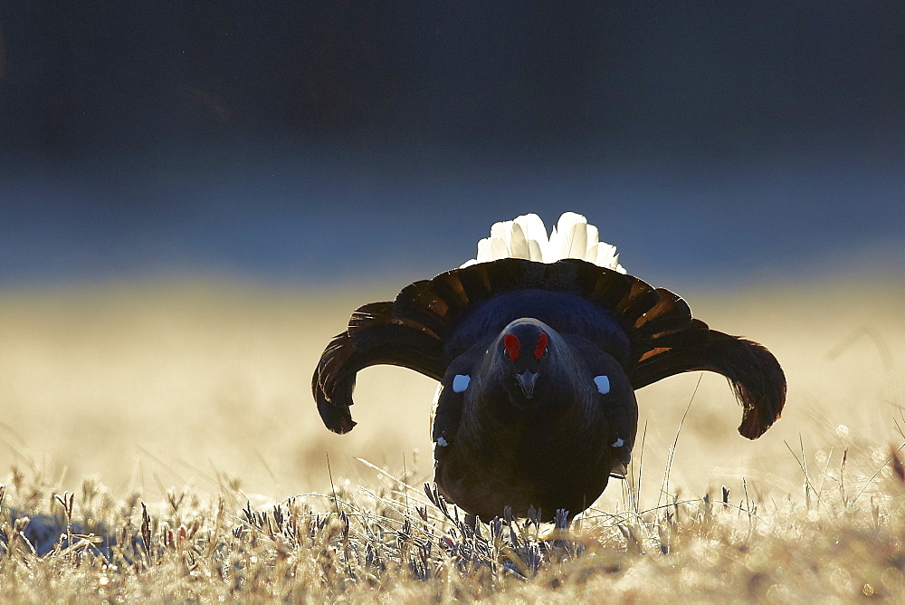 Male Black Grouse displaying at lek, Finland