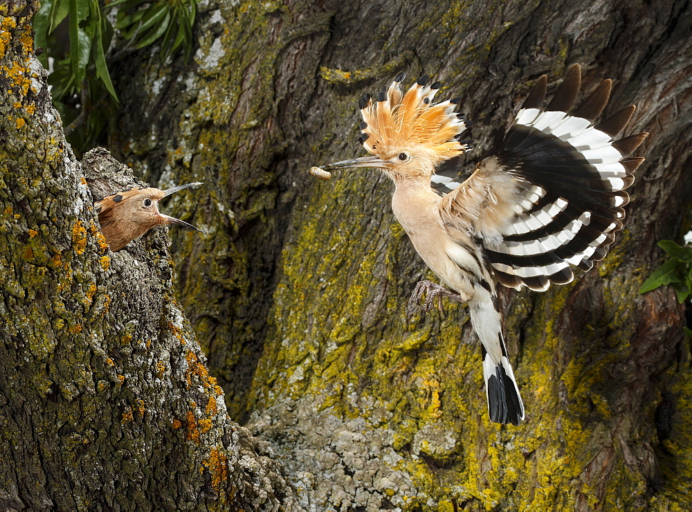 Eurasian Hoopoe feeding in flight, Spain