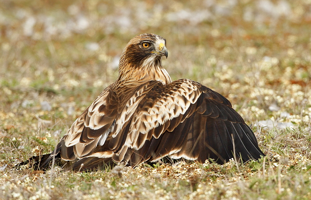 Booted Eagle on ground, Spain