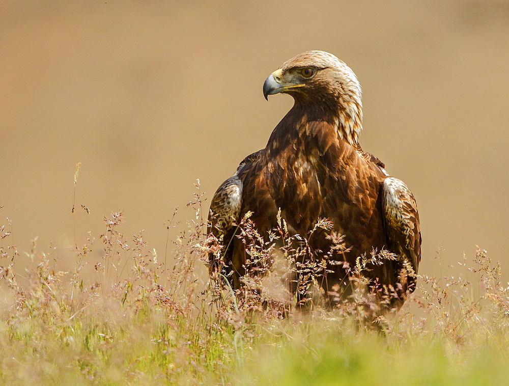 Portrait of Golden Eagle in the steppe, Spain