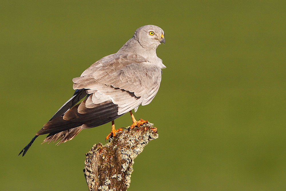 Montagu's Harrier on a branch, Spain