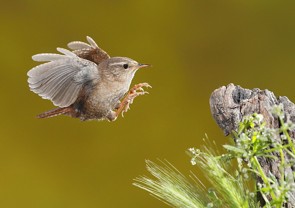 Eurasian Wren landing, Spain