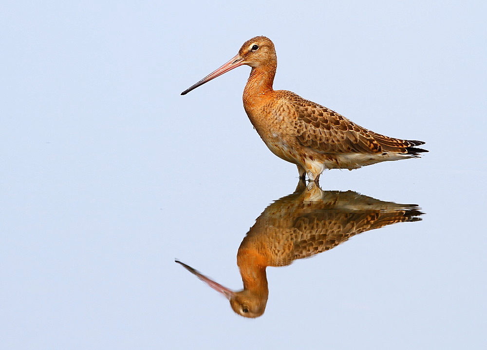 Black-tailed Godwit and its reflection, Spain 