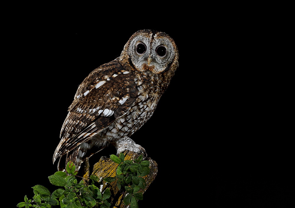 Tawny Owl on a branch , Spain 