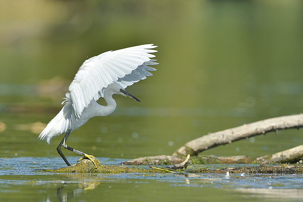 Little Egret landing in a pond, France