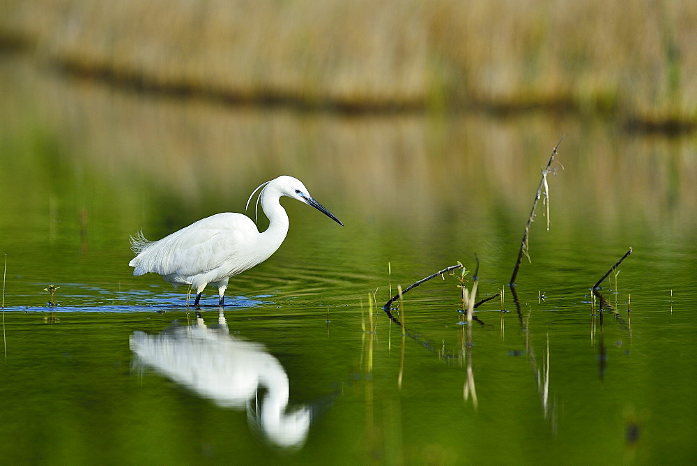 Little Egret fishing in a pond, France